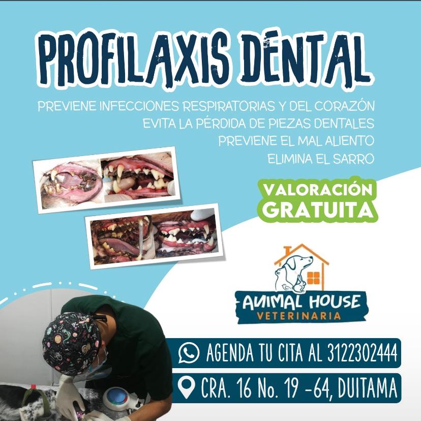 Profilaxis dental